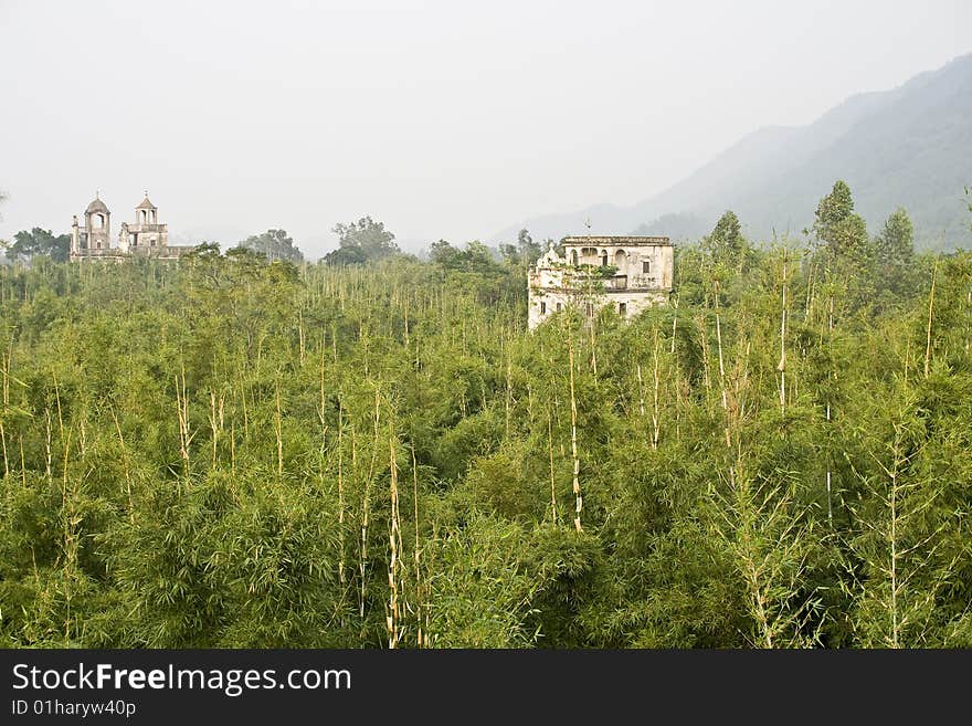 Bamboo grove