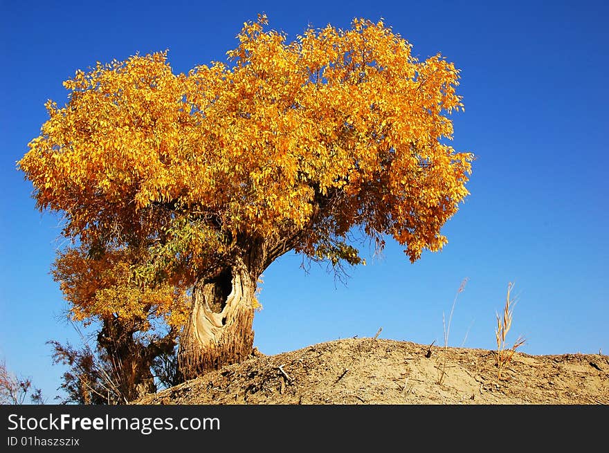 Golden populus (Populus diversifolia Schrenkin) the desert of Singkiang,China. Golden populus (Populus diversifolia Schrenkin) the desert of Singkiang,China.