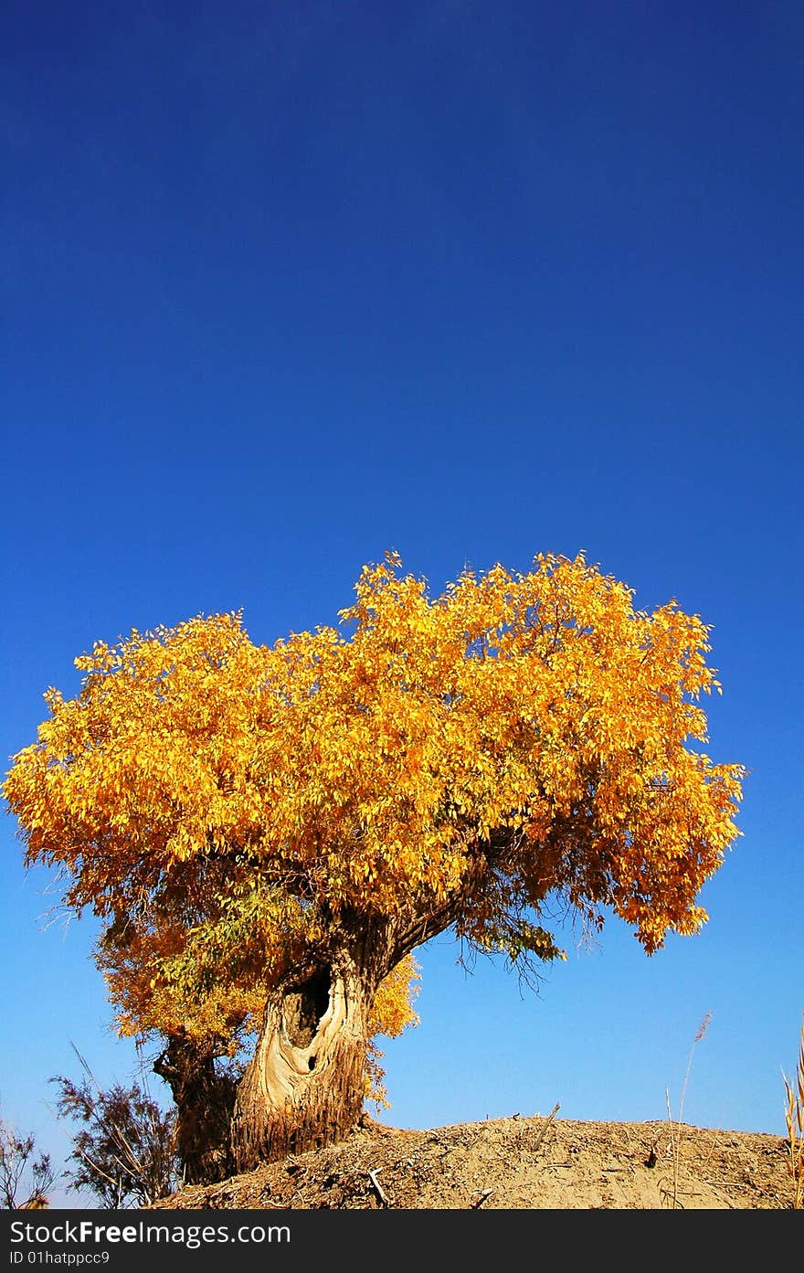 Golden populus (Populus diversifolia Schrenkin) in the desert. Golden populus (Populus diversifolia Schrenkin) in the desert