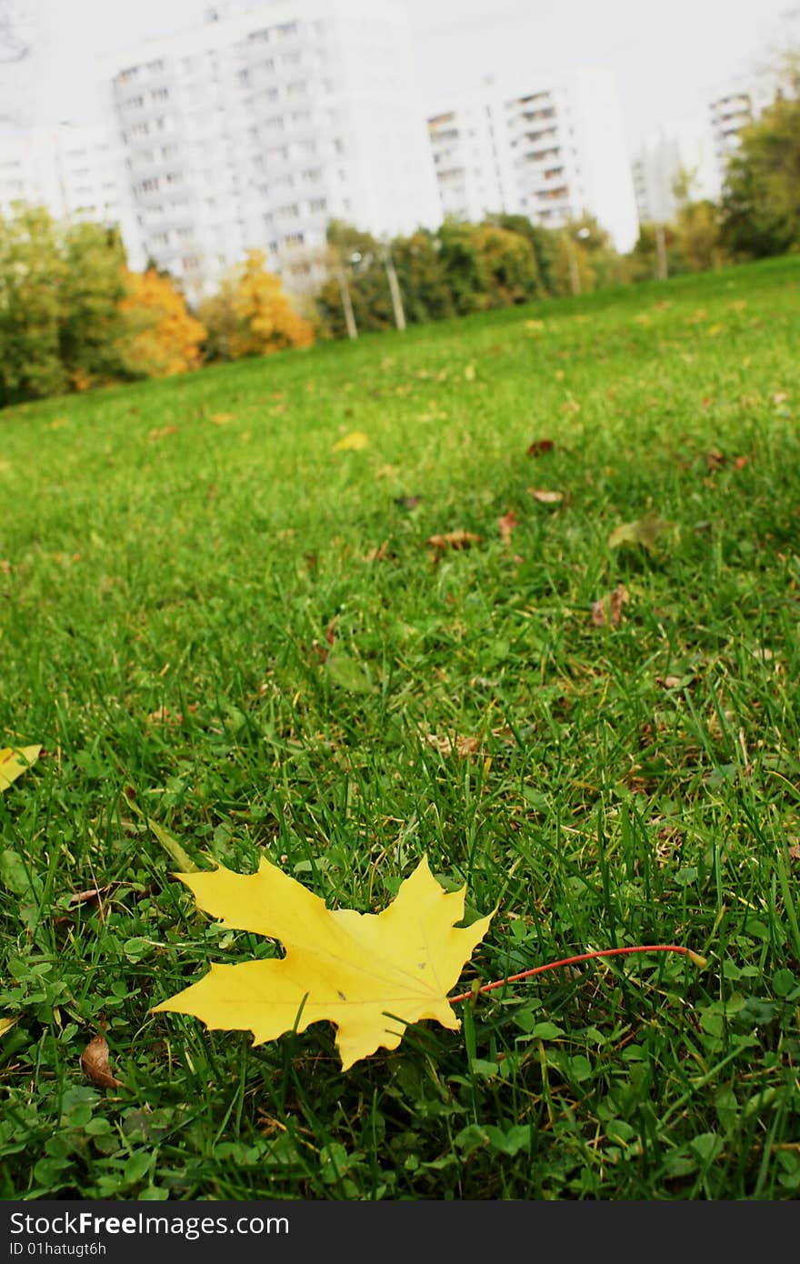 A yellow maple-leaf lies yet on a green grass. A yellow maple-leaf lies yet on a green grass