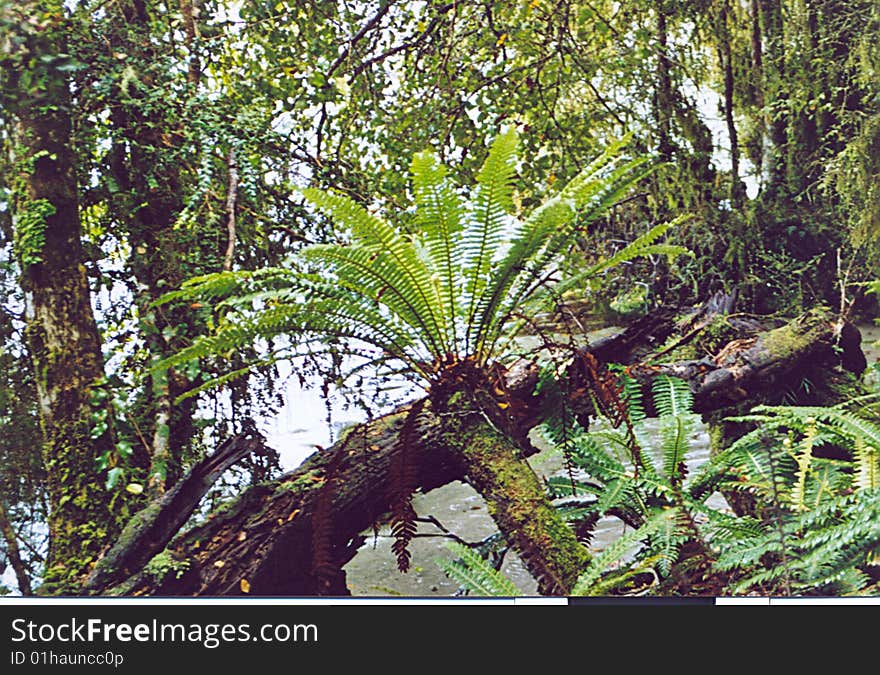 Fern in the forest- New Zealand, south island