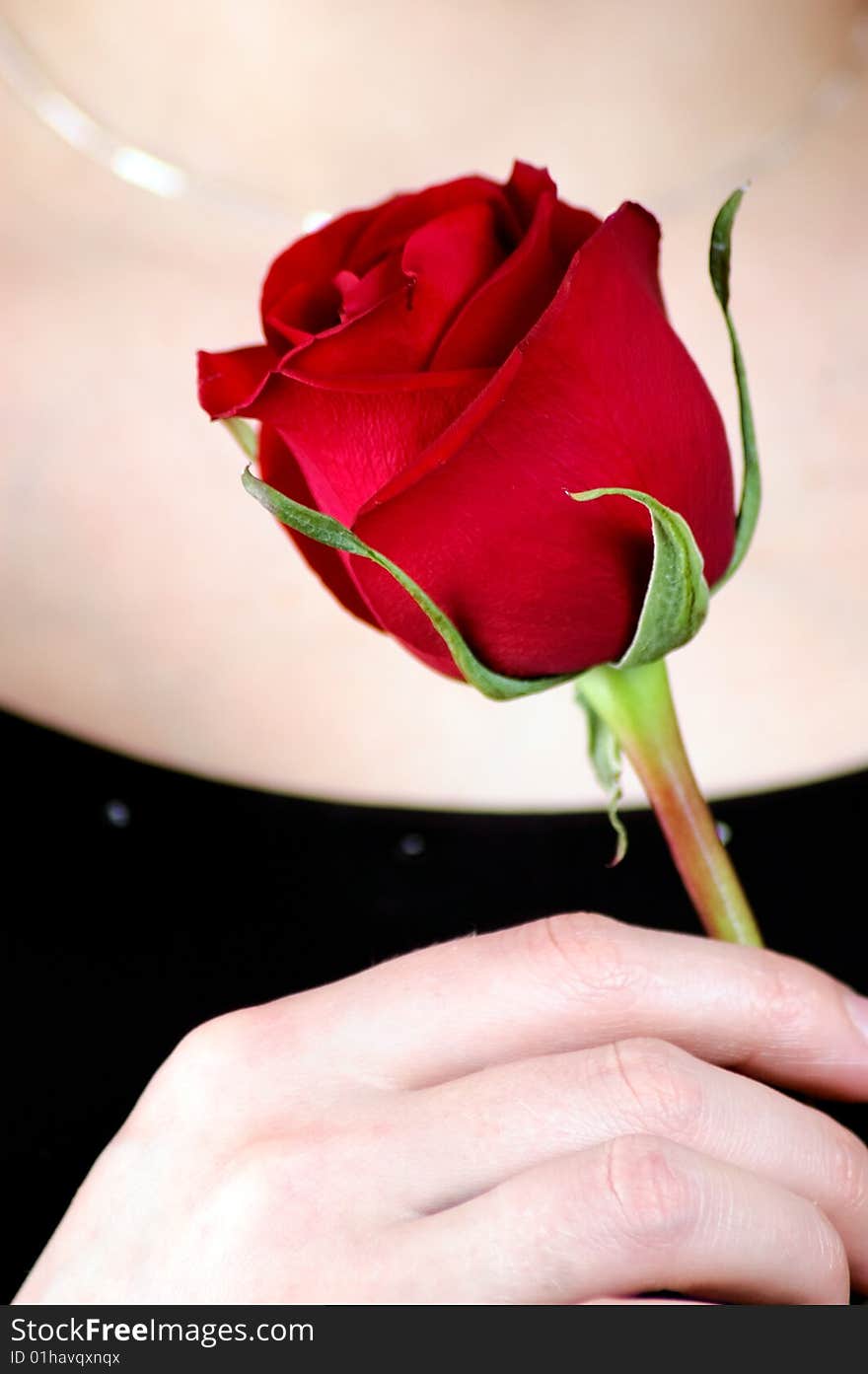 Female hand with red rose. Focus on rose