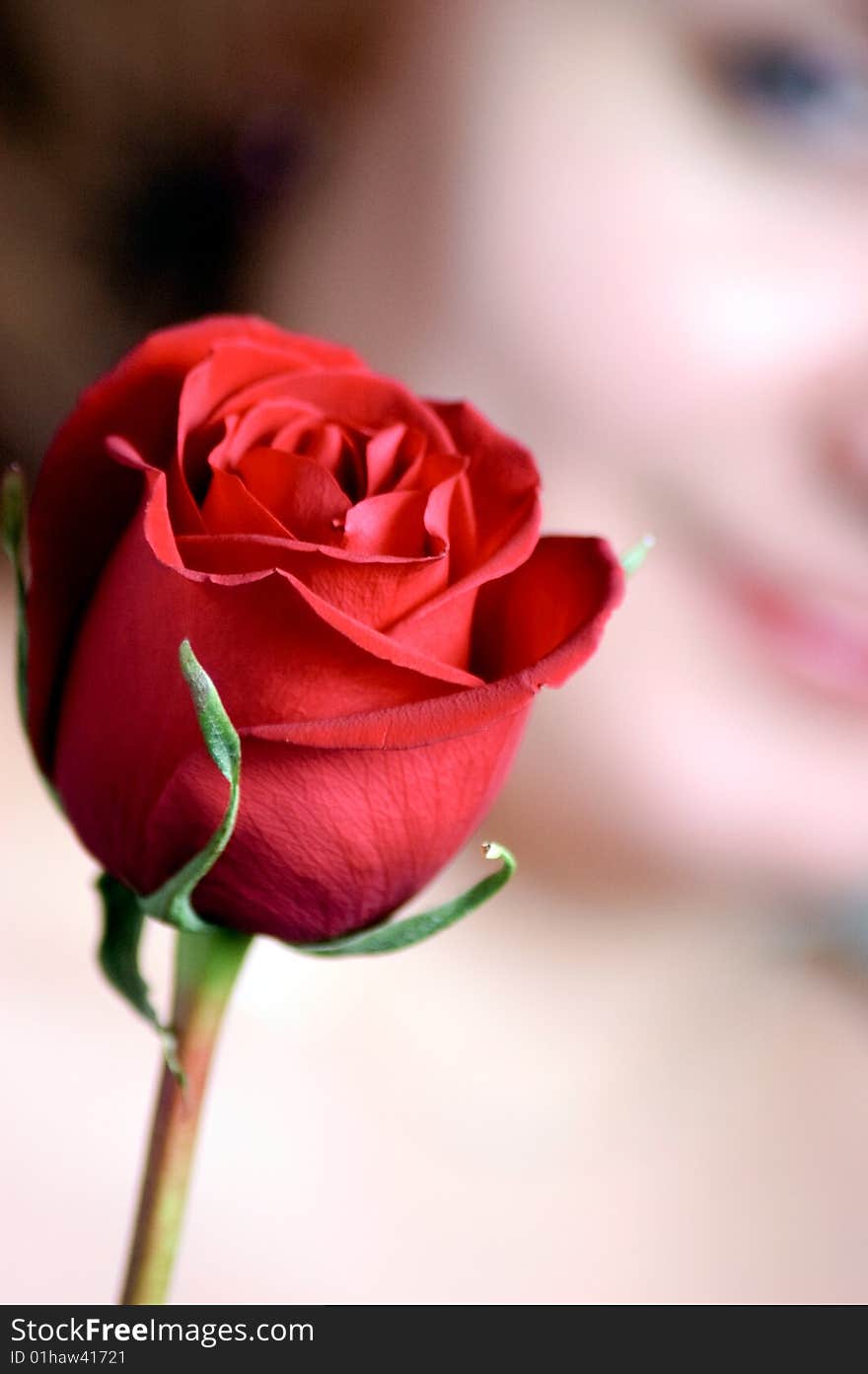 Red rose and female