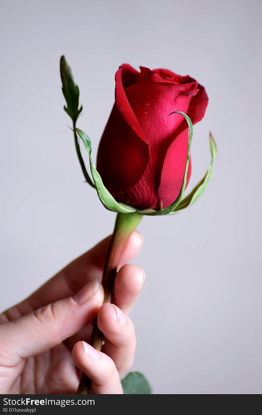 Hand holding beautiful red rose on white background