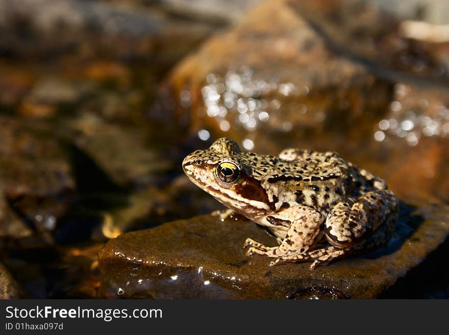 Brown frog on a stone in stream