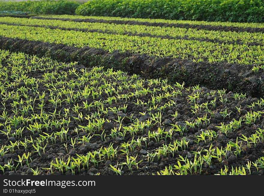 Seedlings