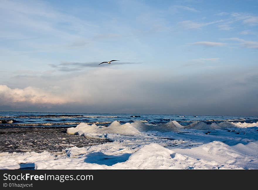 Frozen sea and seagull