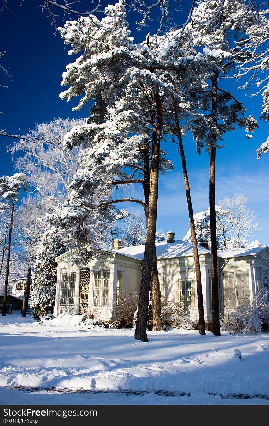 Small house in pine forest