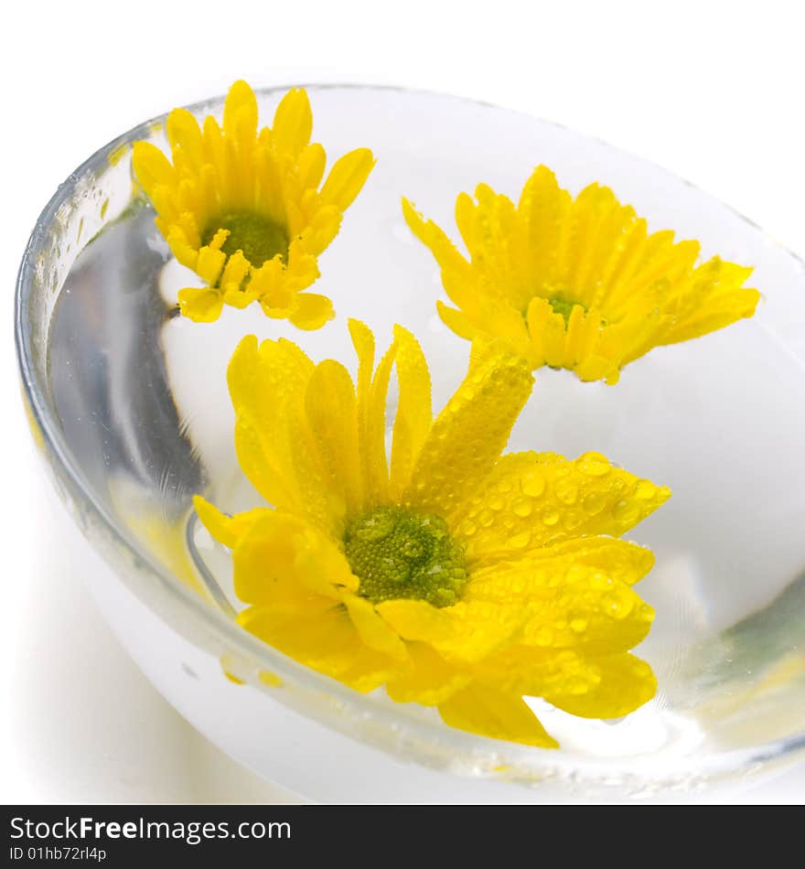 Yellow flowers close up floating in water