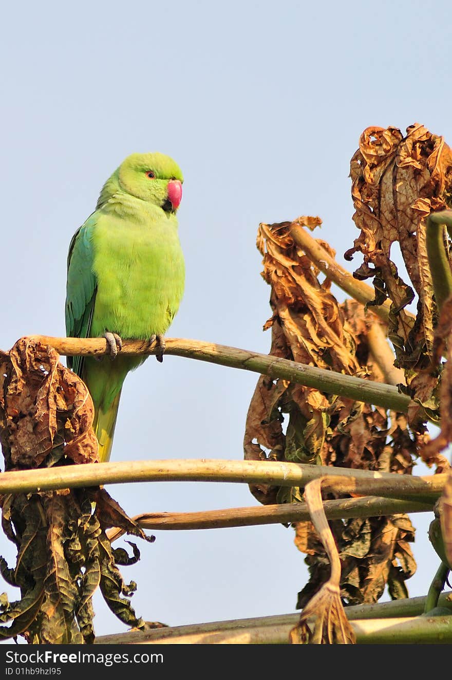 Red ringed indian parrot sitting on papaya tree. Red ringed indian parrot sitting on papaya tree.