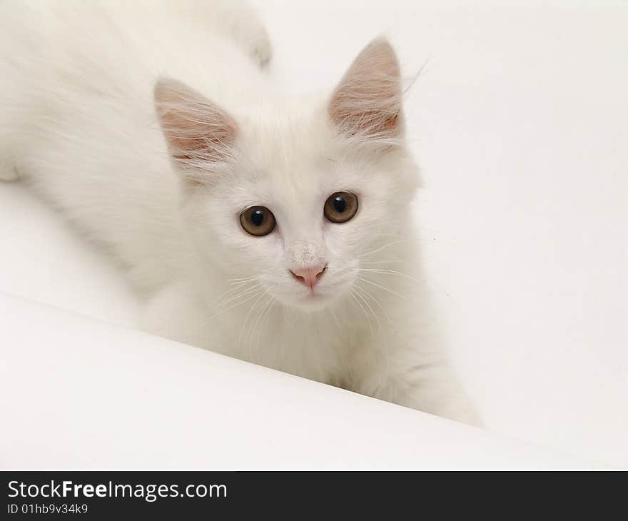 White Kitten