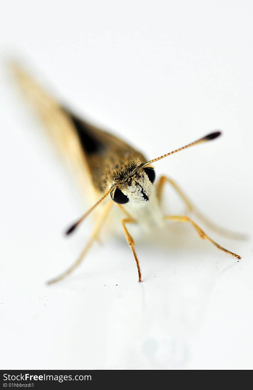 Butterfly macro isolated on white background.