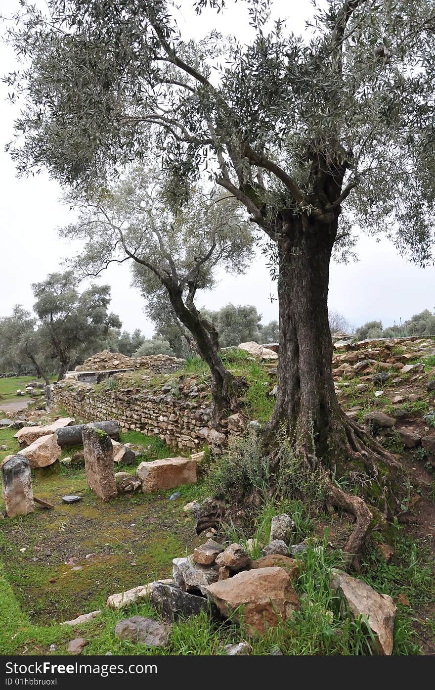 Olive grove in the aydin, turkey. Olive grove in the aydin, turkey