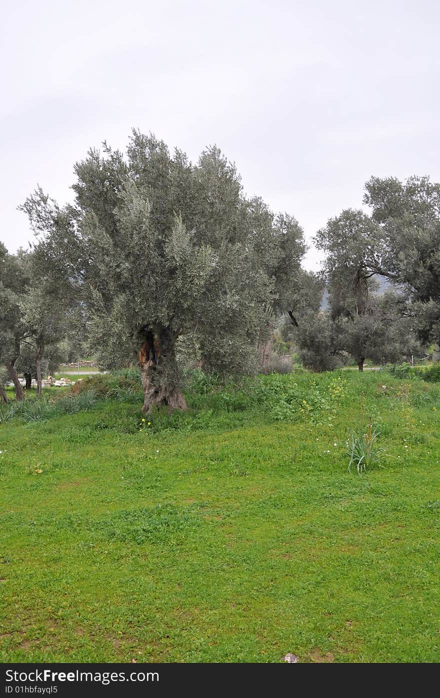 Olive grove in the aydin, turkey. Olive grove in the aydin, turkey