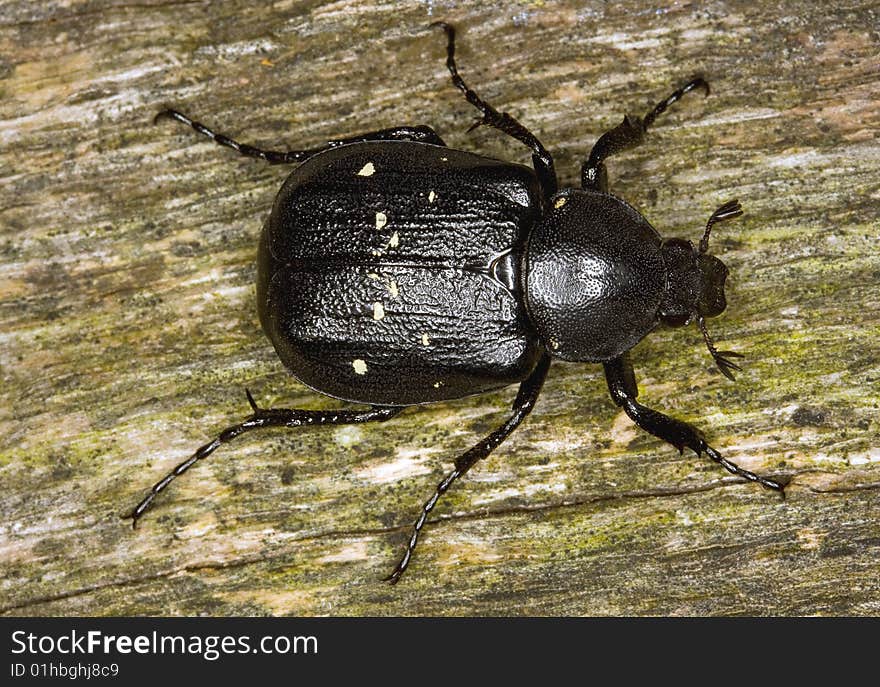 Macro photograph of a resting Gnorimus variabilis. This beetle is on thw Swedish list of endangered spieces.