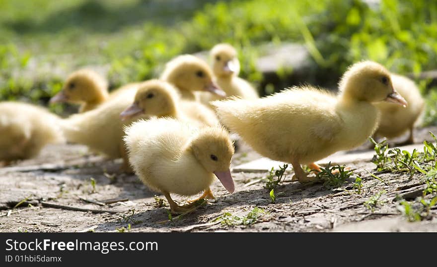 Little ducklings walking on the path