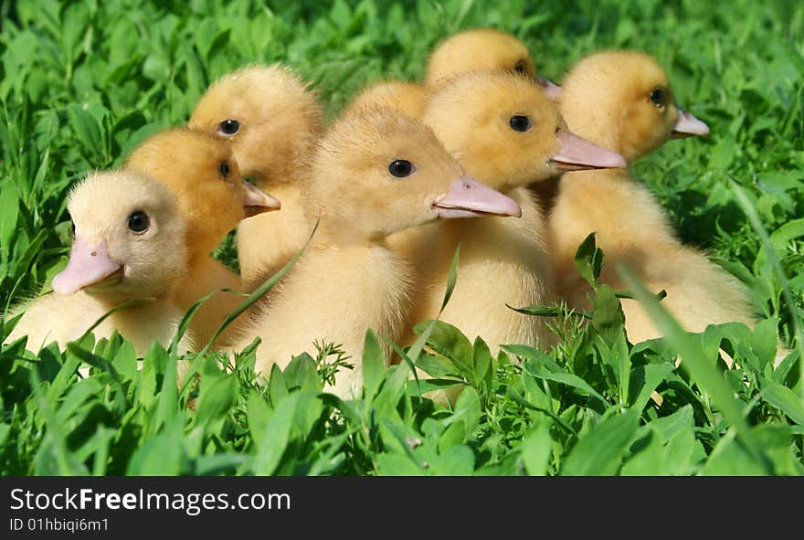 Little ducklings walking through the grass