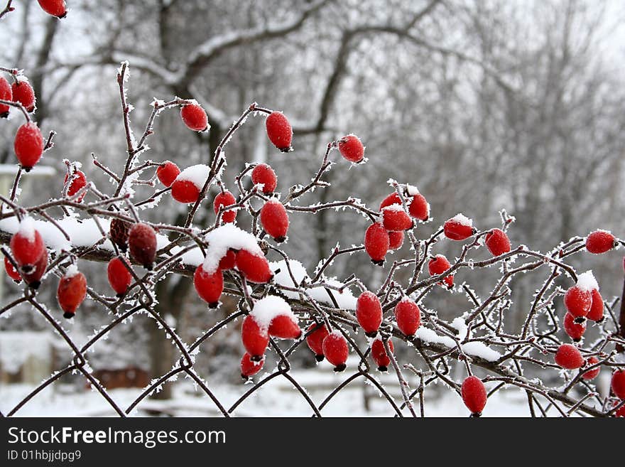 The Branch Of The Hawthorn In Drizzle