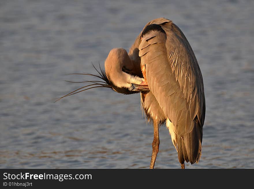 Great Blue Heron