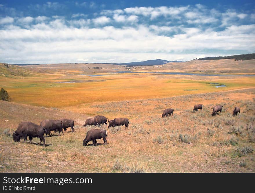 The herd of buffalo crossed the meadow undisturbed by my presence. The herd of buffalo crossed the meadow undisturbed by my presence.