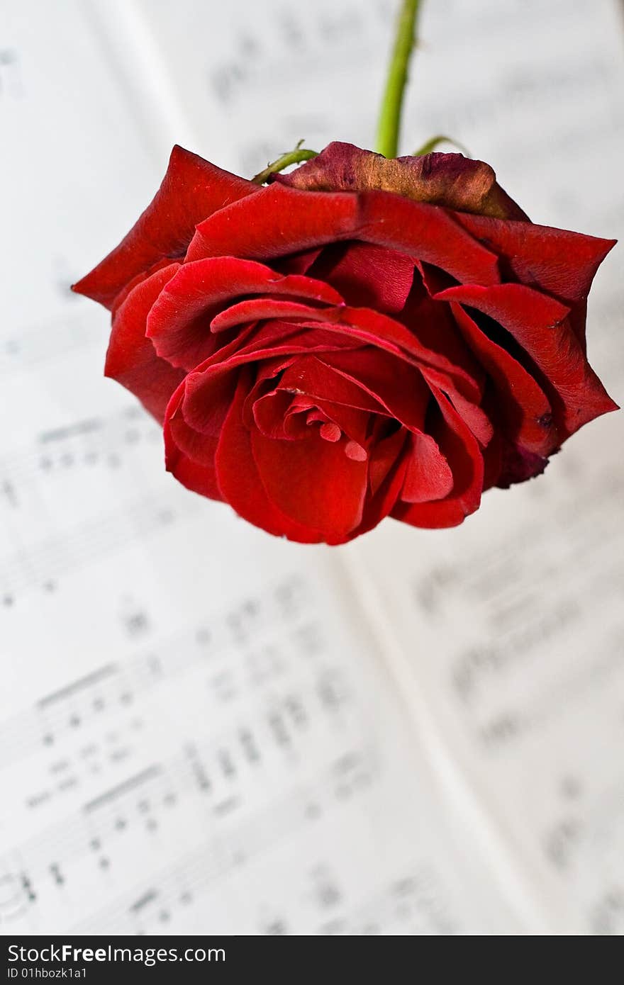 Red rose in front of some sheet music. Red rose in front of some sheet music