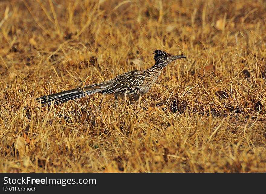 Roadrunner