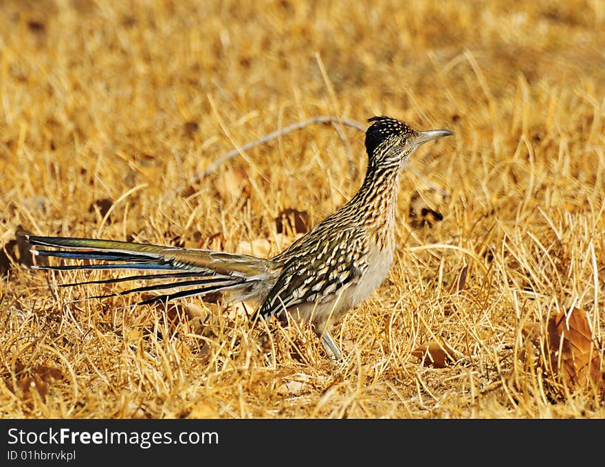 Roadrunner