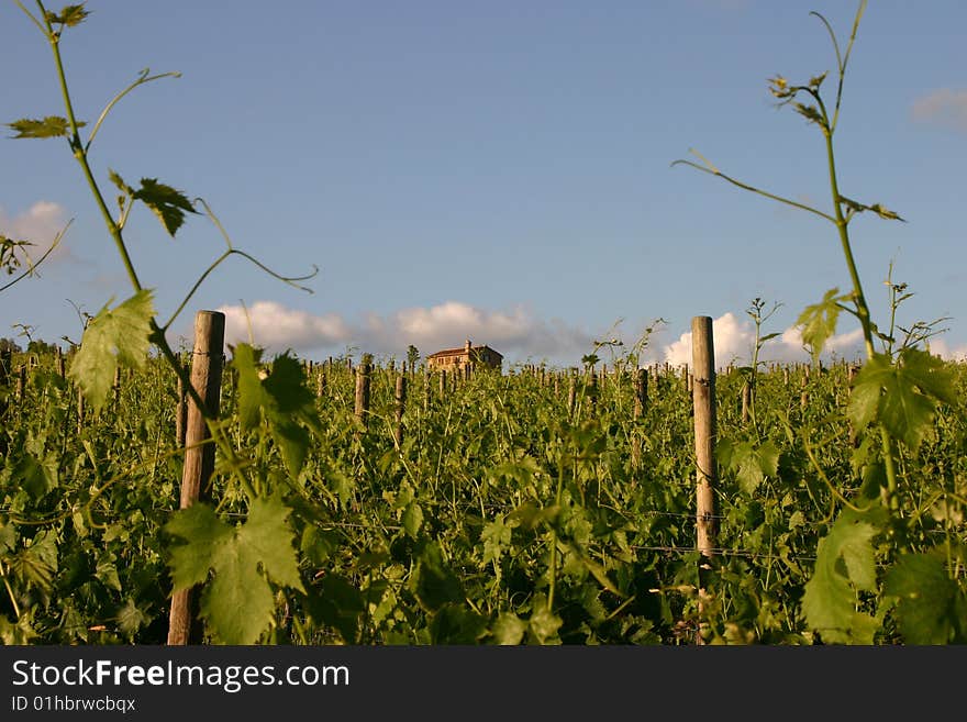 Lush vineyard with house in the background. Lush vineyard with house in the background