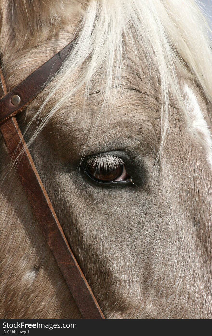 Close-up picture of the face of a white horse. Close-up picture of the face of a white horse