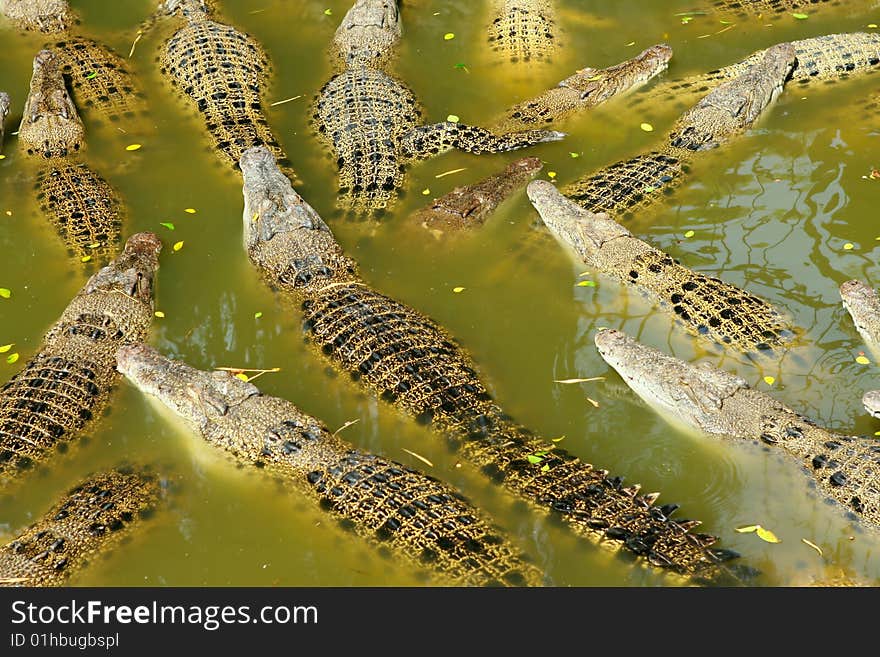 Crocodiles at crocodile farm and zoo.