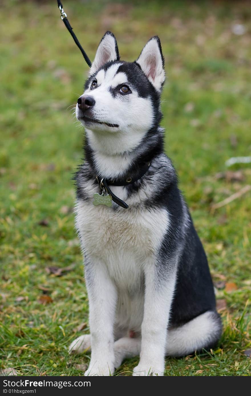 Portrait of siberian husky outdoor. Portrait of siberian husky outdoor