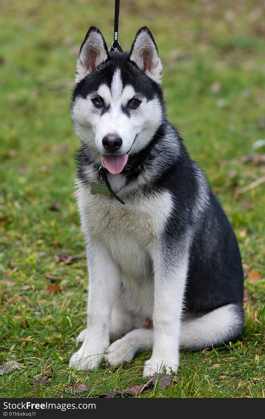 Husky