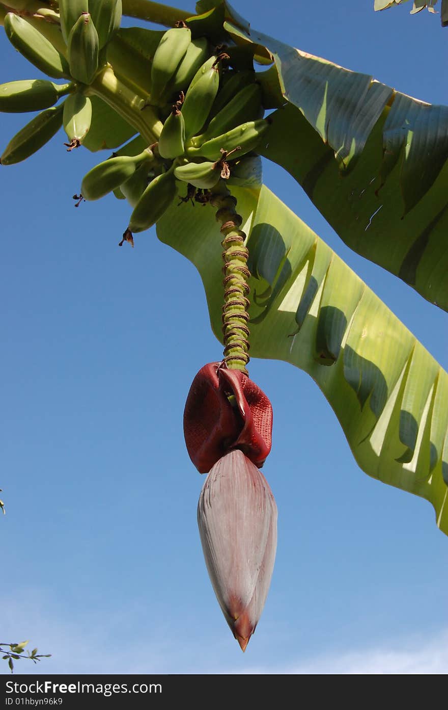 Banana tree leaves, flower and fruits