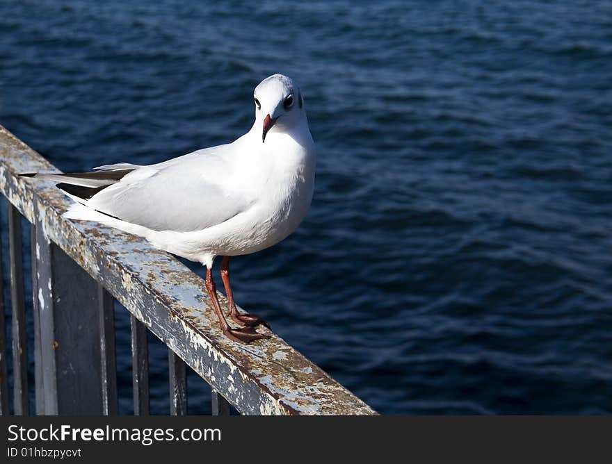 Resting seagull