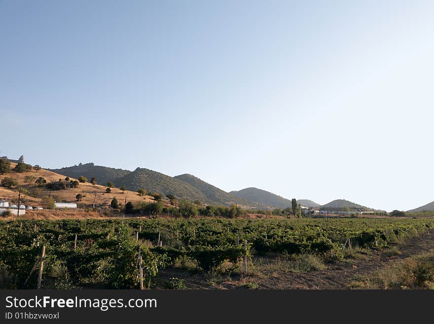 Panoramic view of a vineyard in Crimea, Ukraine in late afternoon.