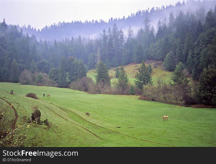 Horses grazing in a peaceful valley. Horses grazing in a peaceful valley