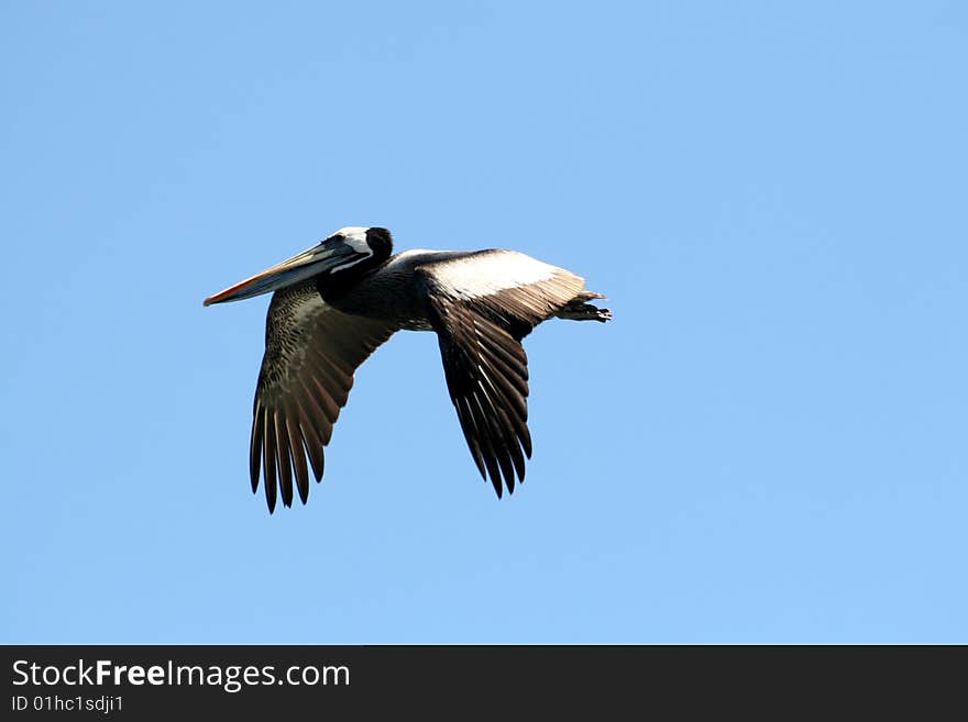 Peruvian Pelican