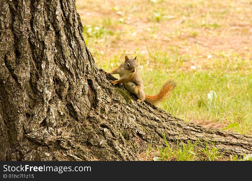 Baby squirrel climbing a tree