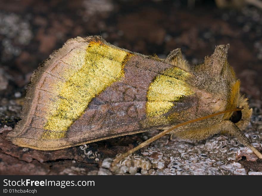 Extreme close-up of a Burnished Brass.