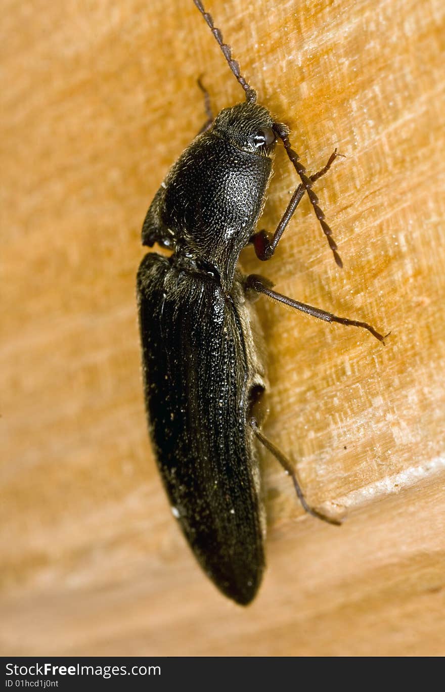 Extreme closeup of a large Click Beetle.