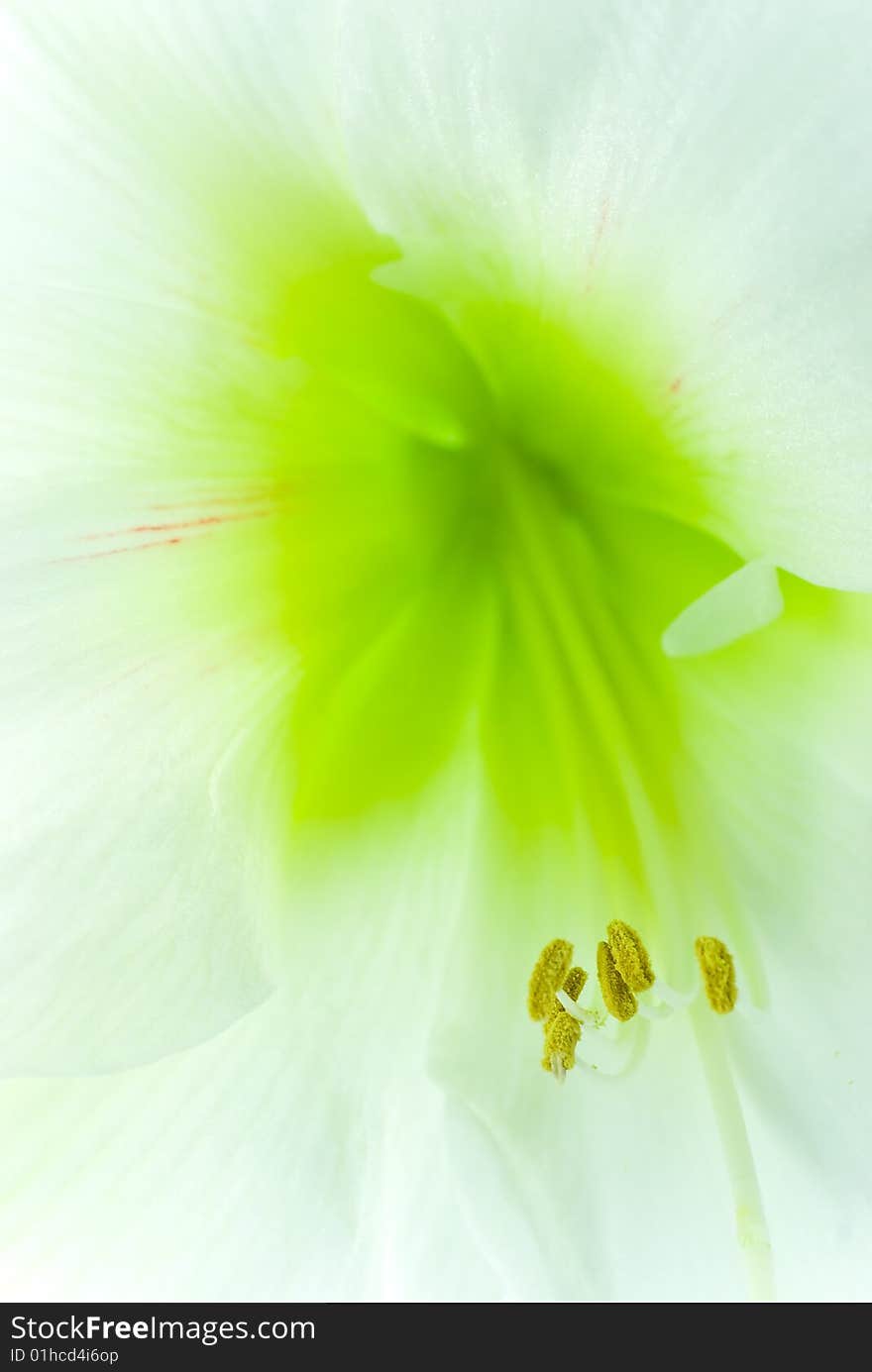 White Amaryllis- closeup shot on the red background.