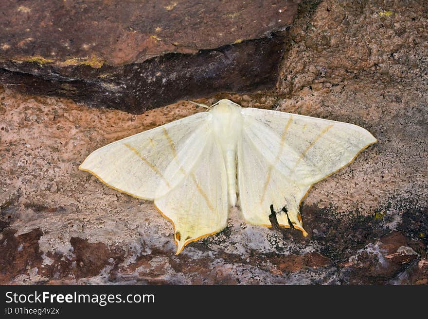 Yellow moth