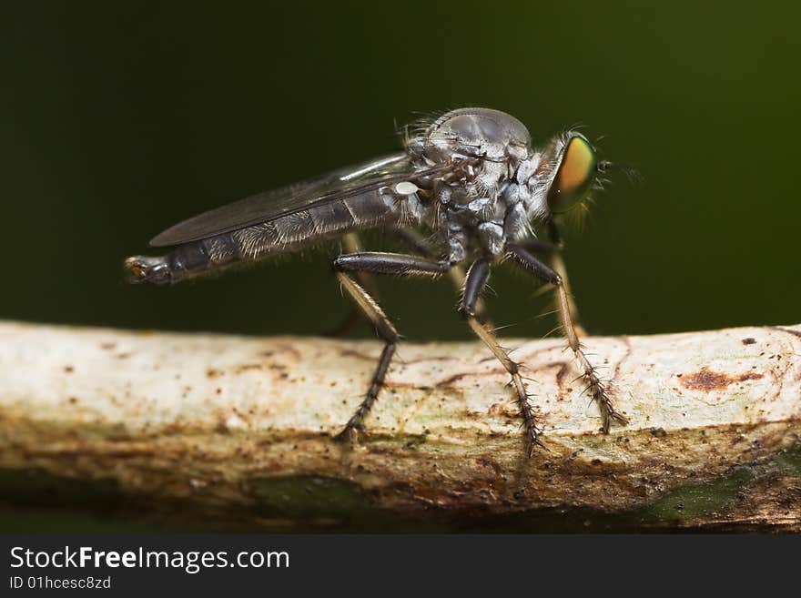 Silver Robberfly close-up Macro