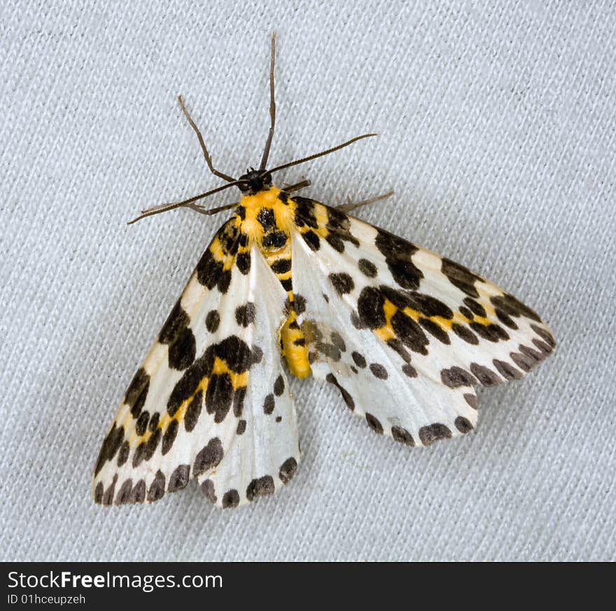 Macro photograph of a Magpie Moth. This moth is a pest on leaves of shrubs.