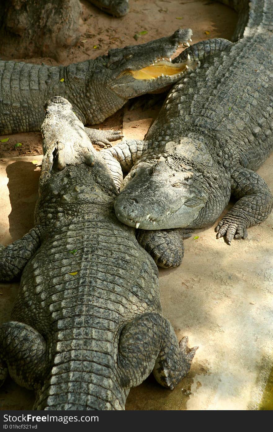 Crocodiles at crocodile farm and zoo.