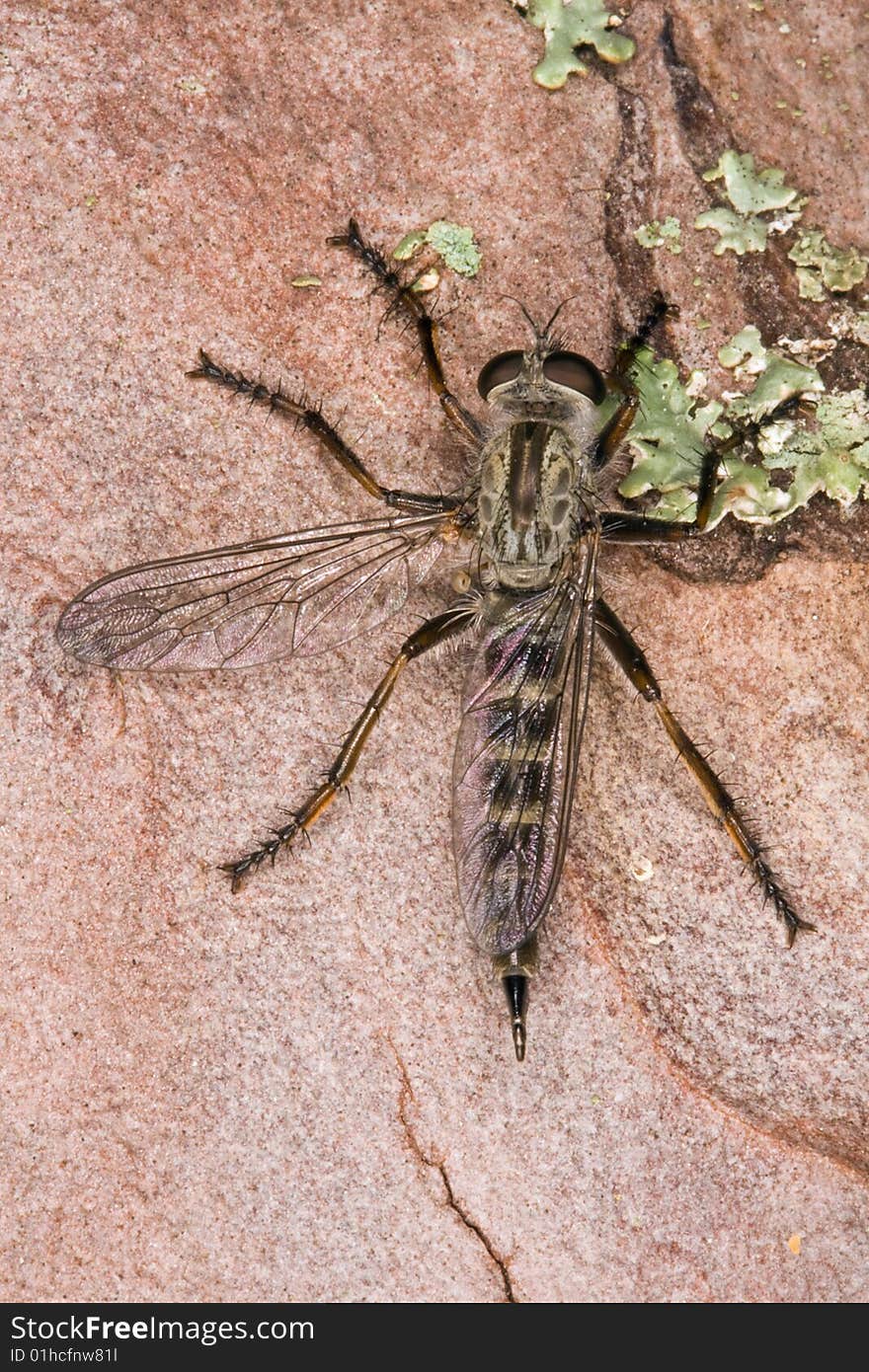 Macro photograph of a resting robber fly.