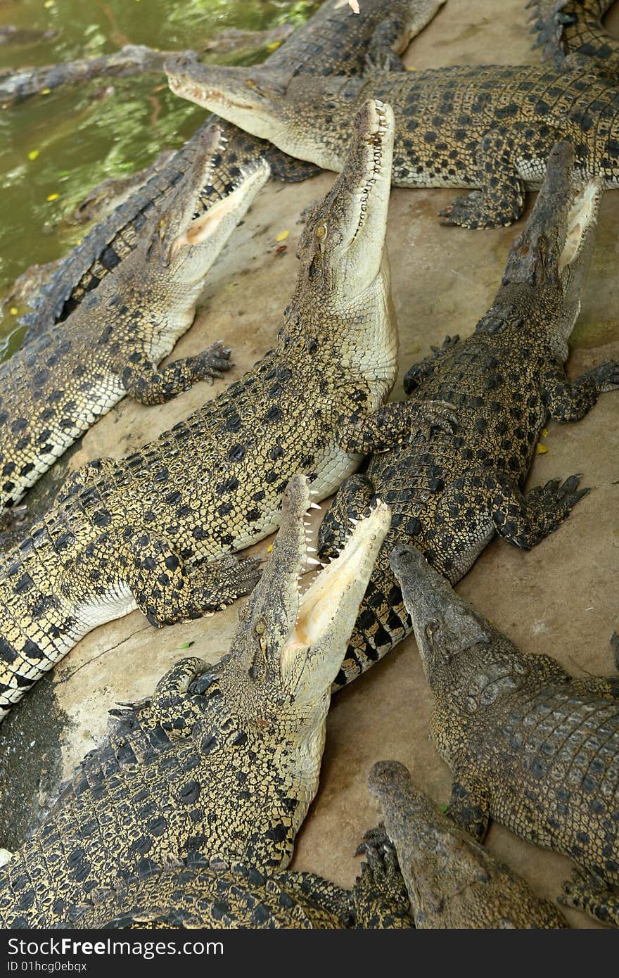 Crocodiles with open mouth at crocodile farm and zoo.