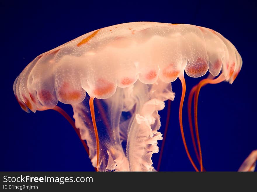 Close Up of a Purple-striped Jellyfish