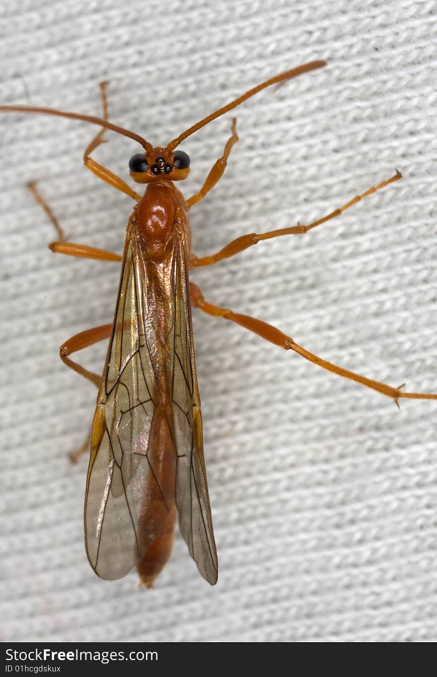 Ichneumon wasp