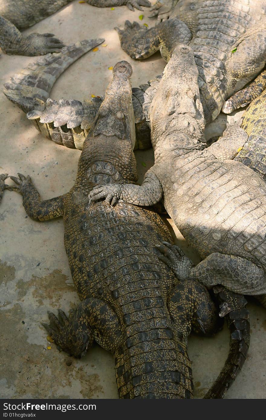 Crocodiles -brothers and company at crocodile farm.